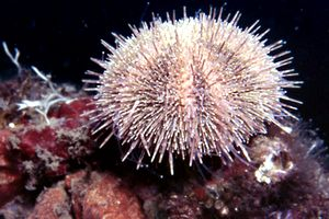  Psammechinus microtubeculatus (Little Sea Urchin)